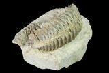 Cretaceous Fossil Oyster (Rastellum) in Rock - Texas #145360-2